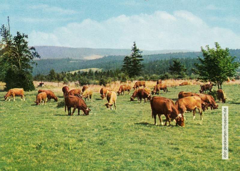 Rinder im Thüringer Wald - 1963