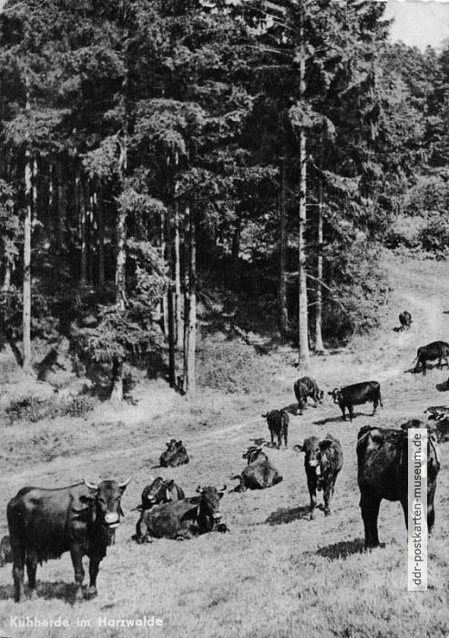 Rinder, Herde beim Grasen im Harzwald - 1961