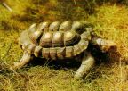 Schildkröte (Brasilianische Waldschildkröte) - 1984
