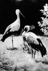Storch (Weißstorchenpaar) - 1976