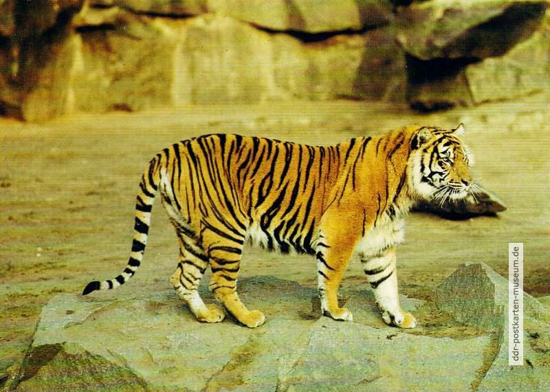 Tiger (Sumatra-Tiger) - 1985