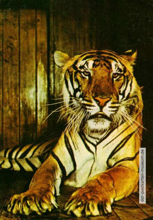 Tiger (Bengal-Tiger) - 1974
