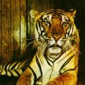 Tiger (Bengal-Tiger) - 1974
