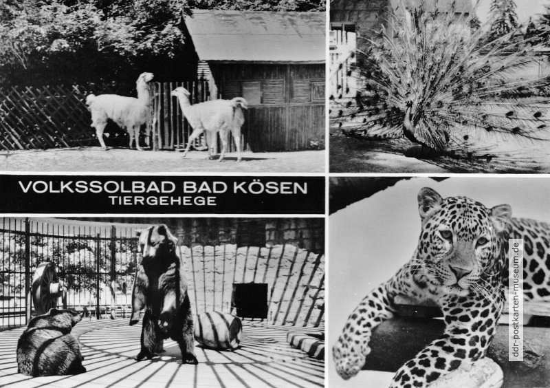 Tiergehege in Bad Kösen - Lamas, Pfau, Braunbären und Leopard - 1973