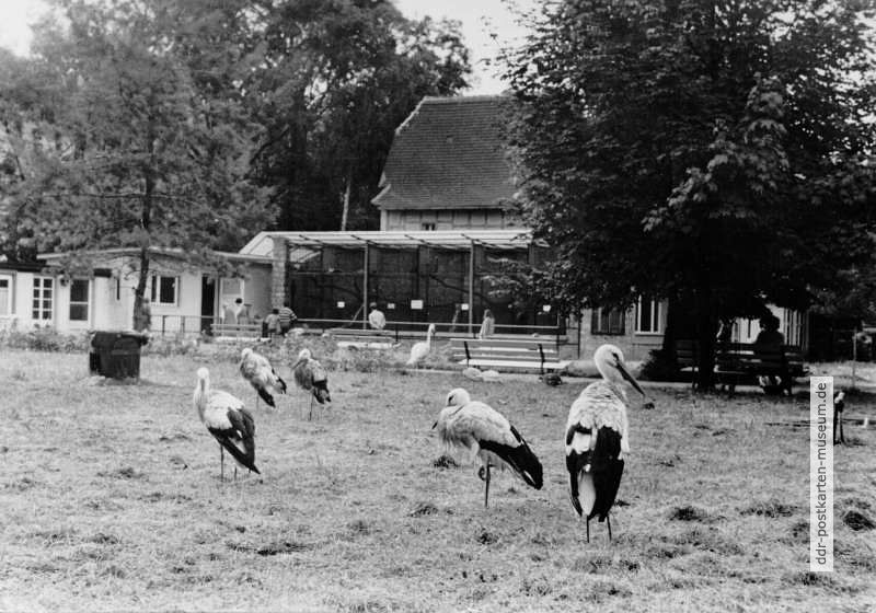 Bad Kösen, frei laufende Weißstörche im Tiergehege - 1977