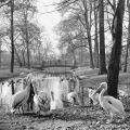 Tierpark Berlin, Pelikane im sonnigen Herbst - 1965
