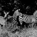 Tierpark Berlin, Grant-Zebras - 1957