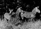 Tierpark Berlin, Grant-Zebras - 1957