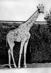 Tierpark Berlin, Angola-Giraffe - 1965
