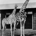 Tierpark Berlin, Angola-Giraffen "Ursel" und "Fridolin" - 1963