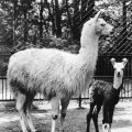 Tierpark Berlin, Lama mit Jungtier - 1978
