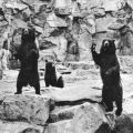 Tierpark Berlin, Kamtschatka-Bären im Bärenschaufenster - 1970