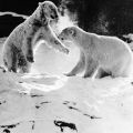 Tierpark Berlin, Eisbären im Schnee - 1965