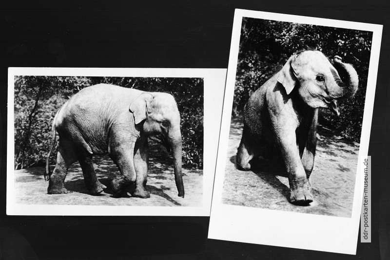 Tierpark Berlin, Junger Indischer Elefant "Dombo" - 1955
