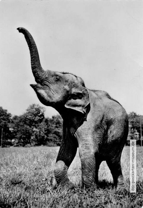 Tierpark Berlin, Indisches Elefanten-Baby "Koska" - 1958