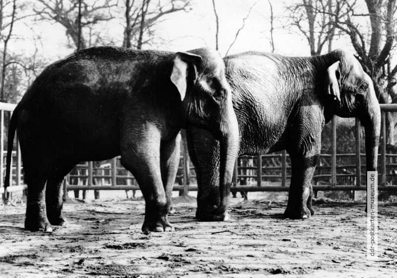 Tierpark Berlin, Asiatische Elefanten "Dombo" (links) und "Bambi" (rechts) - 1970
