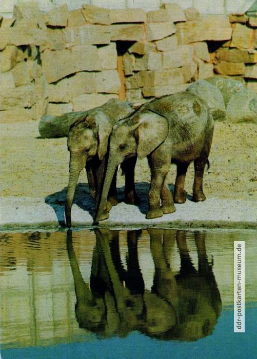 Tierpark Berlin, Elefanten am Dickhäuterhaus - 1990