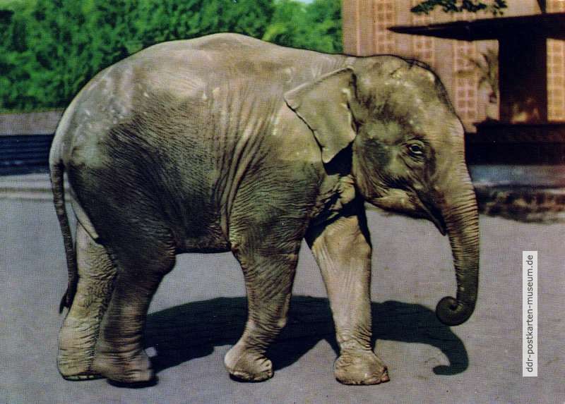 Tierpark Berlin, junger Elefantenbulle - 1965