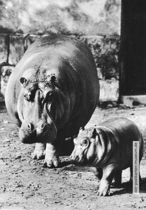 Tierpark Berlin, Flußpferdmutter mit Jungtier - 1972