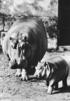 Tierpark Berlin, Flußpferdmutter mit Jungtier - 1972