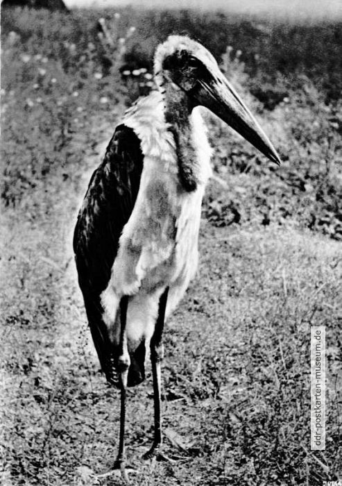 Tierpark Berlin, Afrikanischer Marabu - 1956