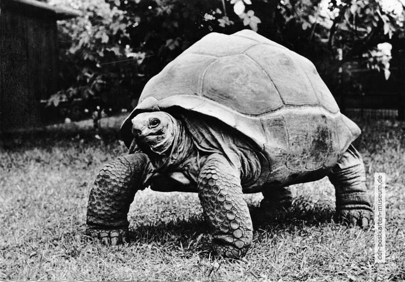 Tierpark Berlin, Riesenaschildkröte von den Seychellen etwa 1 Zentner schwer - 1959