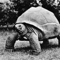 Tierpark Berlin, Riesenaschildkröte von den Seychellen etwa 1 Zentner schwer - 1959