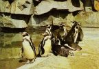 Tierpark Berlin, Humboldt-Pinguine - 1982