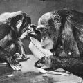 Tierpark Berlin, Schimpansinnen "Susi" und "Kitty" beim Mittagessen - 1958