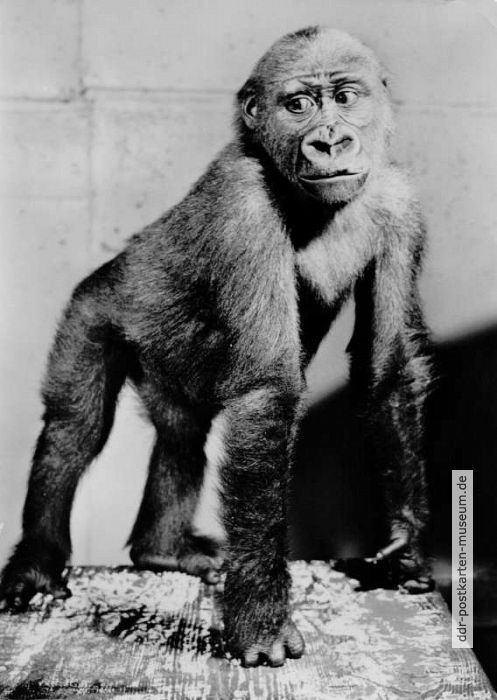 Tierpark Berlin, zweijähriger Gorilla "Raffa" - 1968