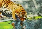 Tierpark Berlin, Sibirischer Tiger an der Tränke im Alfred-Brehm-Haus - 1964 - 1963
