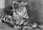 Tierpark Berlin, Sunda-Tigerin "Lissy" mit Jungem - 1959