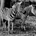 Tierpark Görlitz, Zebras - 1979