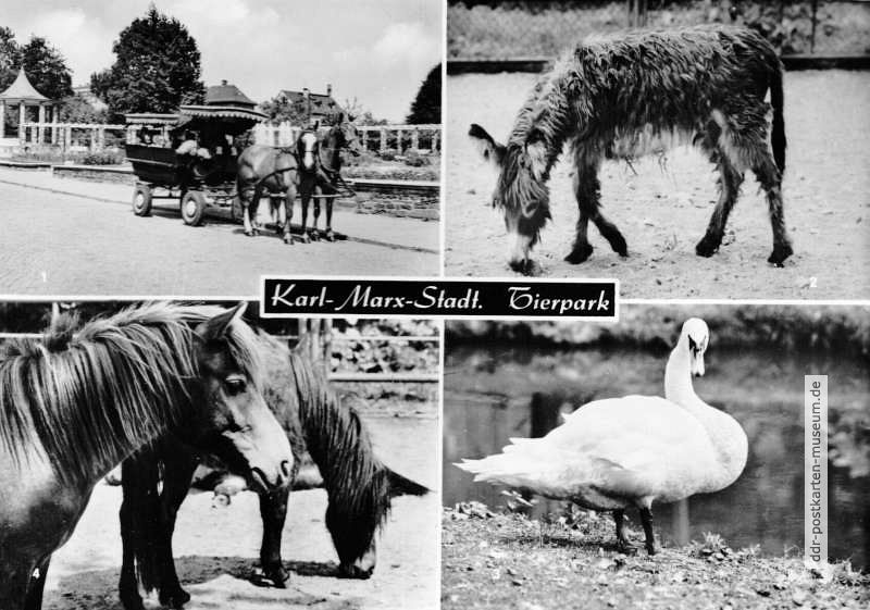 Tierpark Karl-Marx-Stadt -Kremsergespann, Zwergesel, Shetland-Ponys und Höckerschwan - 1978