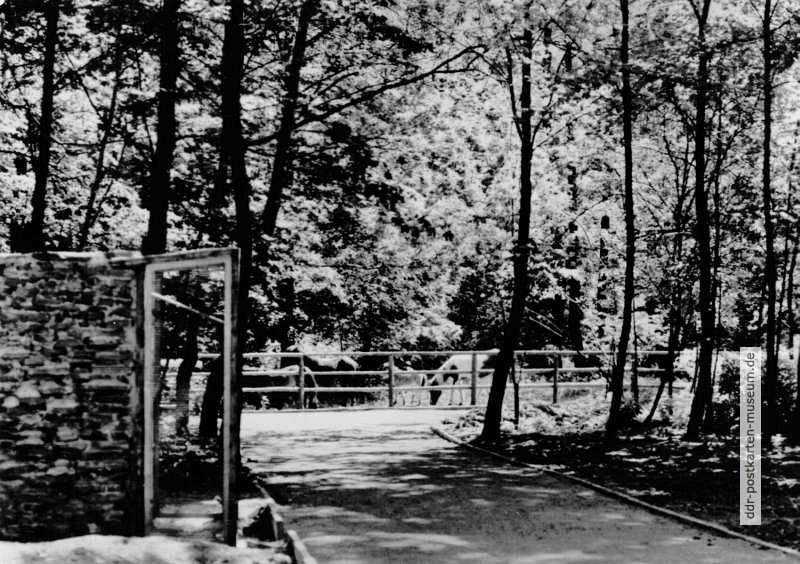 Tierpark Karl-Marx-Stadt, im Tierpark - 1964
