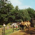 Tierpark an der "Pelzmühle" bei Karl-Marx-Stadt, Dromedar-Freigehege - 1990
