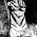 Tierpark Karl-Marx-Stadt, Sibirischer Tiger - 1981