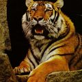Tierpark Karl-Marx-Stadt, Sibirischer Tiger - 1980