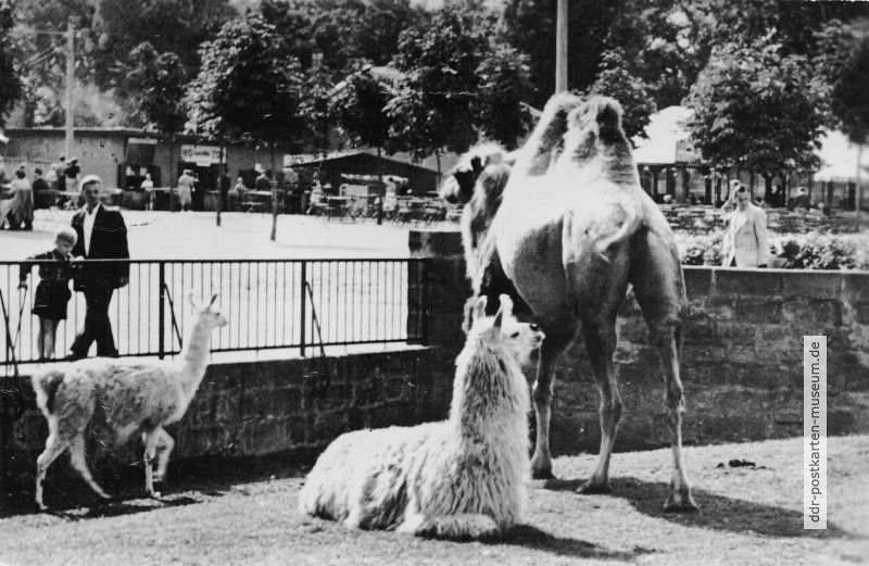Zoologischer Garten Dresden, Kamel und Lama im Freigehege - 1959