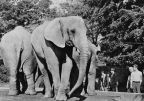 Zoologischer Garten Dresden, Afrikanische Elefanten - 1979