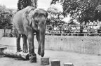 Zoologischer Garten Halle, Elefantin "Frieda" - 1957