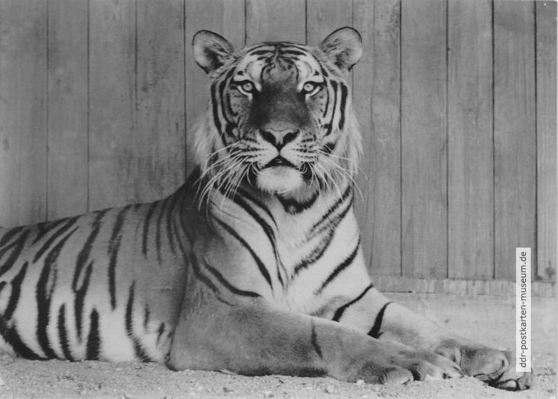 Zoologischer Garten Halle, Sibirischer Tiger - 1968