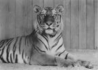 Zoologischer Garten Halle, Sibirischer Tiger - 1968