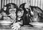 Zoologischer Garten Leipzig, Schimpansen beim Mittagessen - 1966