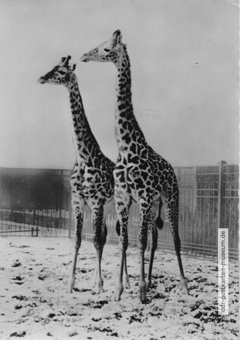 Leipzig-Giraffen.jpg