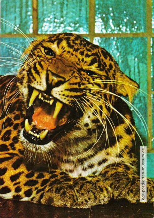 Zoologischer Garten Leipzig, Chinesischer Leopard - 1982