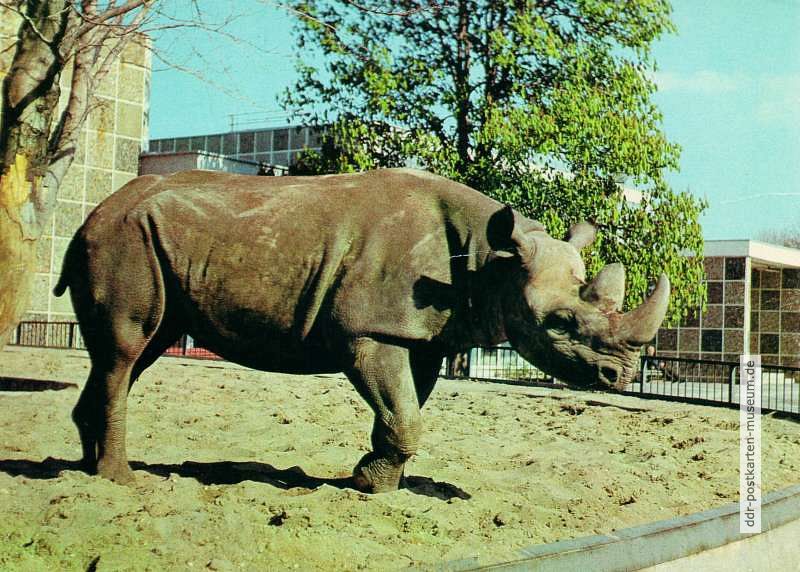 Zoologischer Garten Magdeburg, Spitzmaulnashorn "Kibo" - 1980