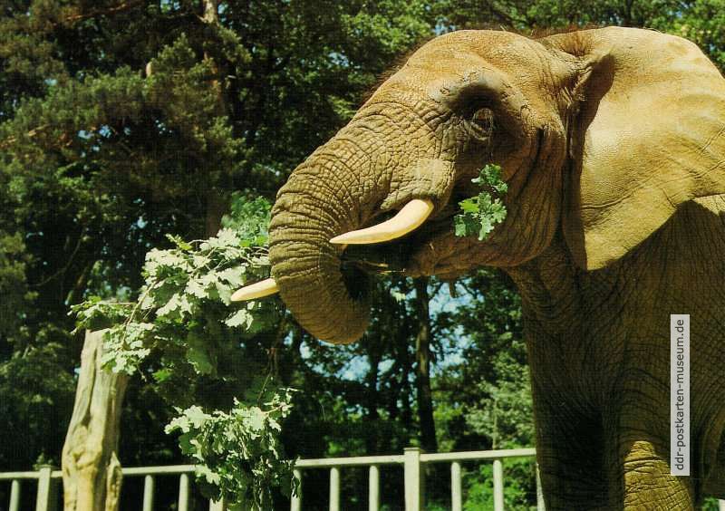 Zoologischer Garten Rostock, Afrikanischer Elefant - 1988