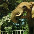 Zoologischer Garten Rostock, Afrikanischer Elefant - 1988