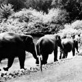 Zoologischer Garten Rostock, Elefantenspaziergang - 1965